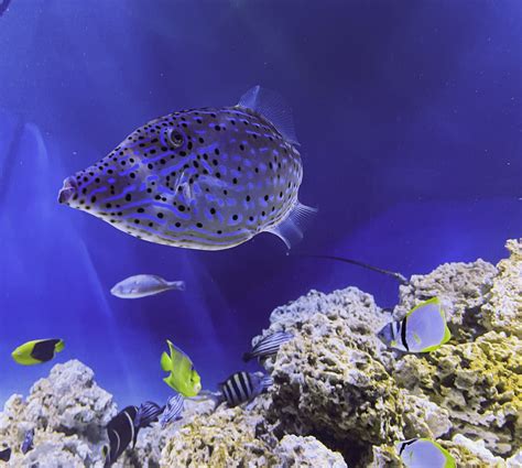Filefish in Aquariums .